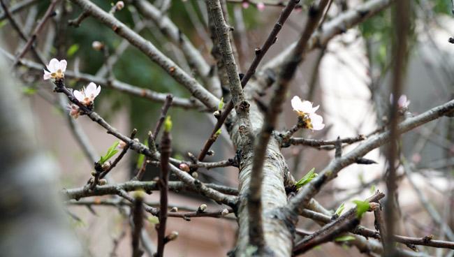 Trước Tết 2 tuần: Đào rừng đổ bộ phố Thủ đô, thét giá chục triệu